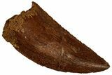 Serrated, Raptor Tooth - Real Dinosaur Tooth #296160-1